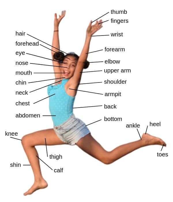 Parts of the Body Vocabulary, Verbs, Idioms - English Vocabulary
