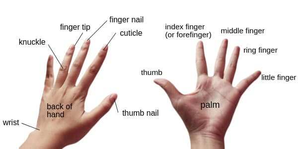 parts of the body hands